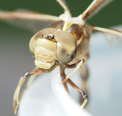 Telephlebia godeffroyi